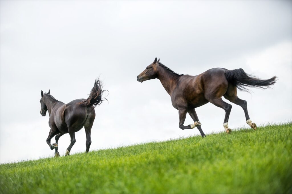 horses galloping in a field min