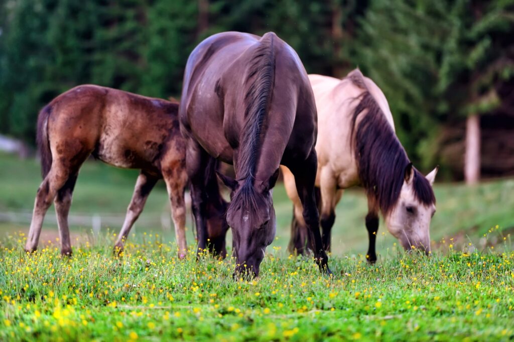 horses on the meadow in the mountains min