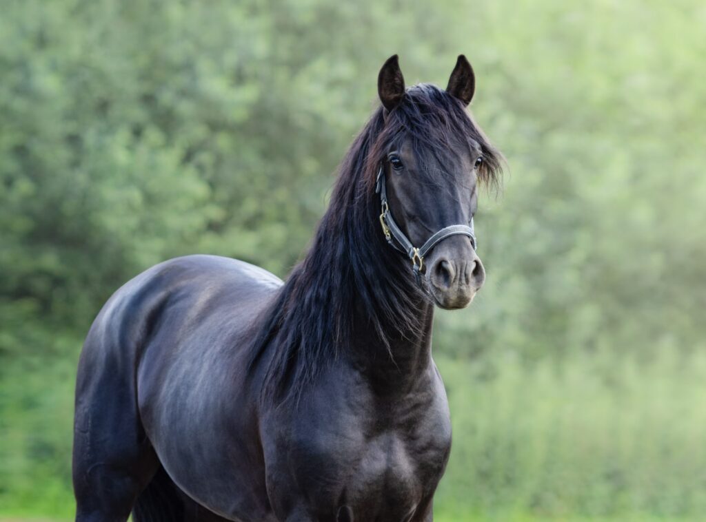 portrait closeup of black spanish horse min