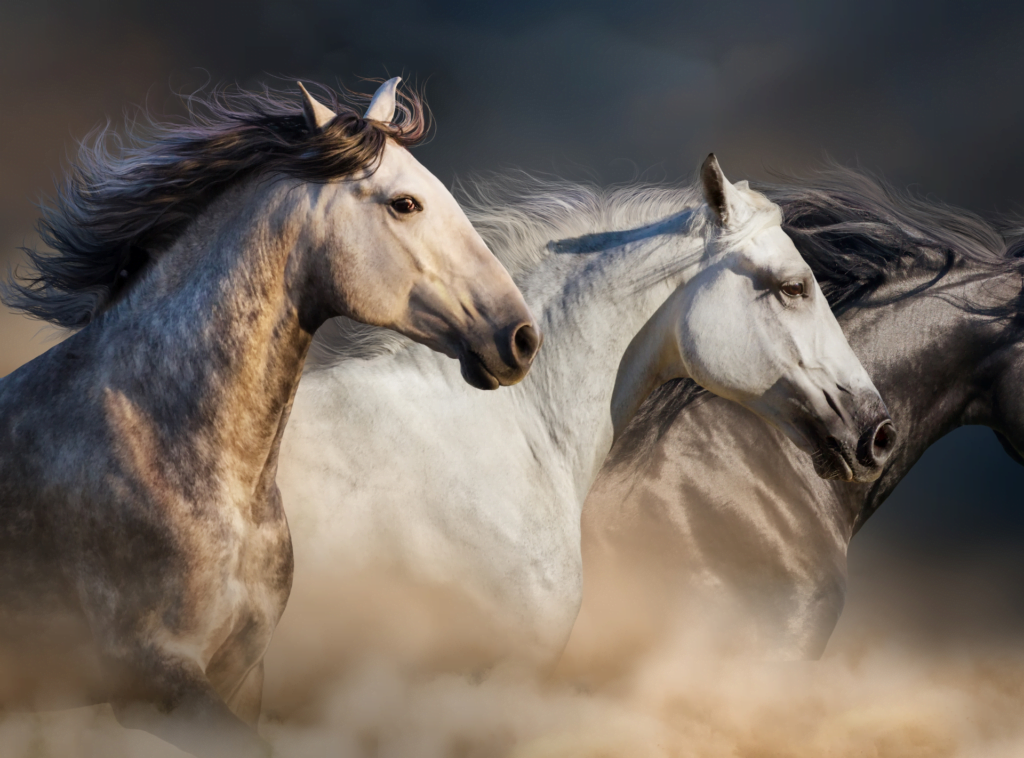 Equine Massage Training 1 Design sans titre 24