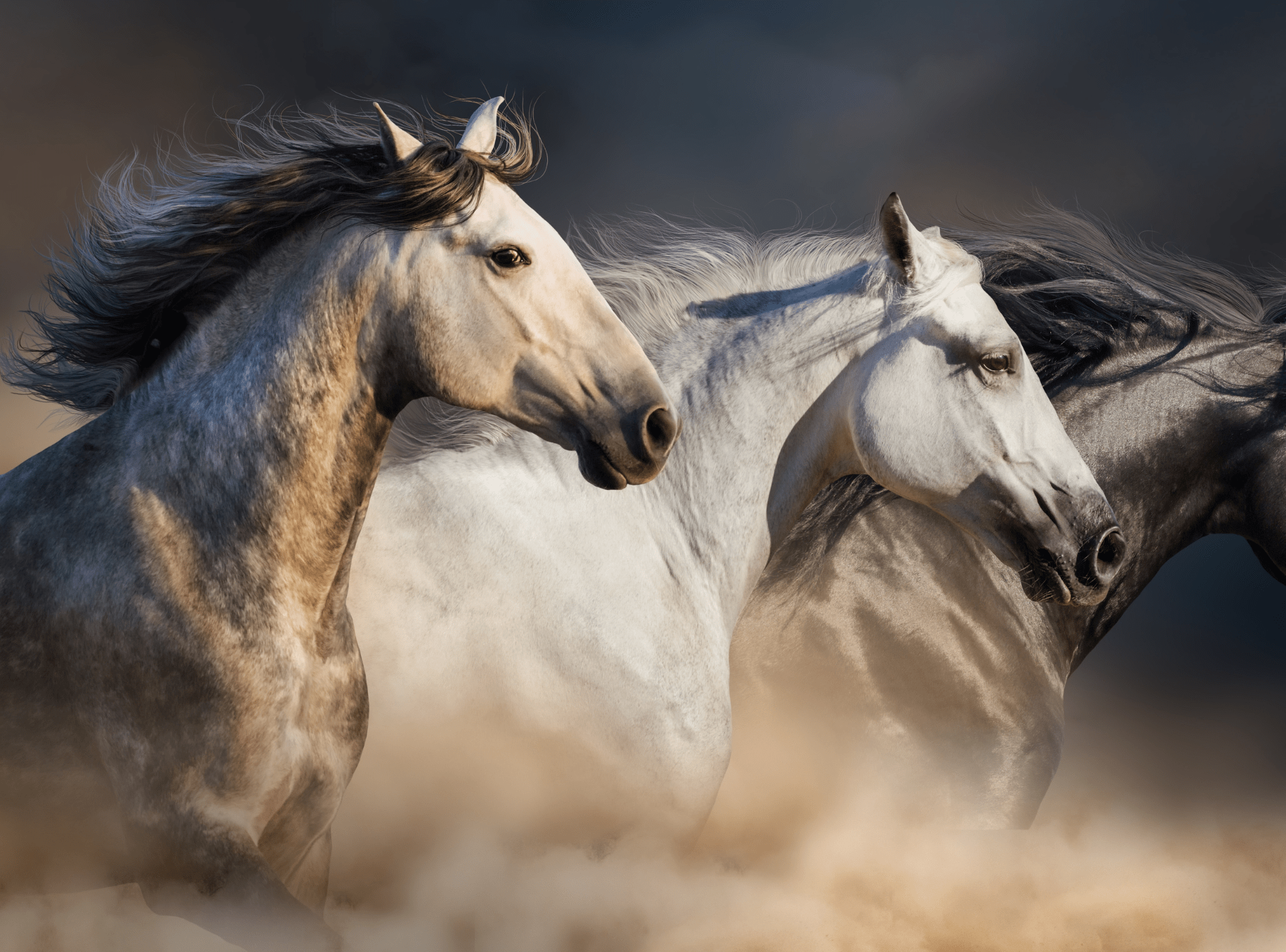 Improving the Connexion between The Rider and the Horse