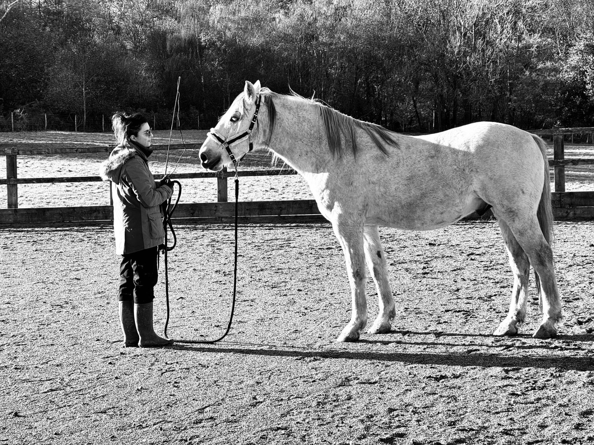 Neuro Dynamics Techniques for Horses
