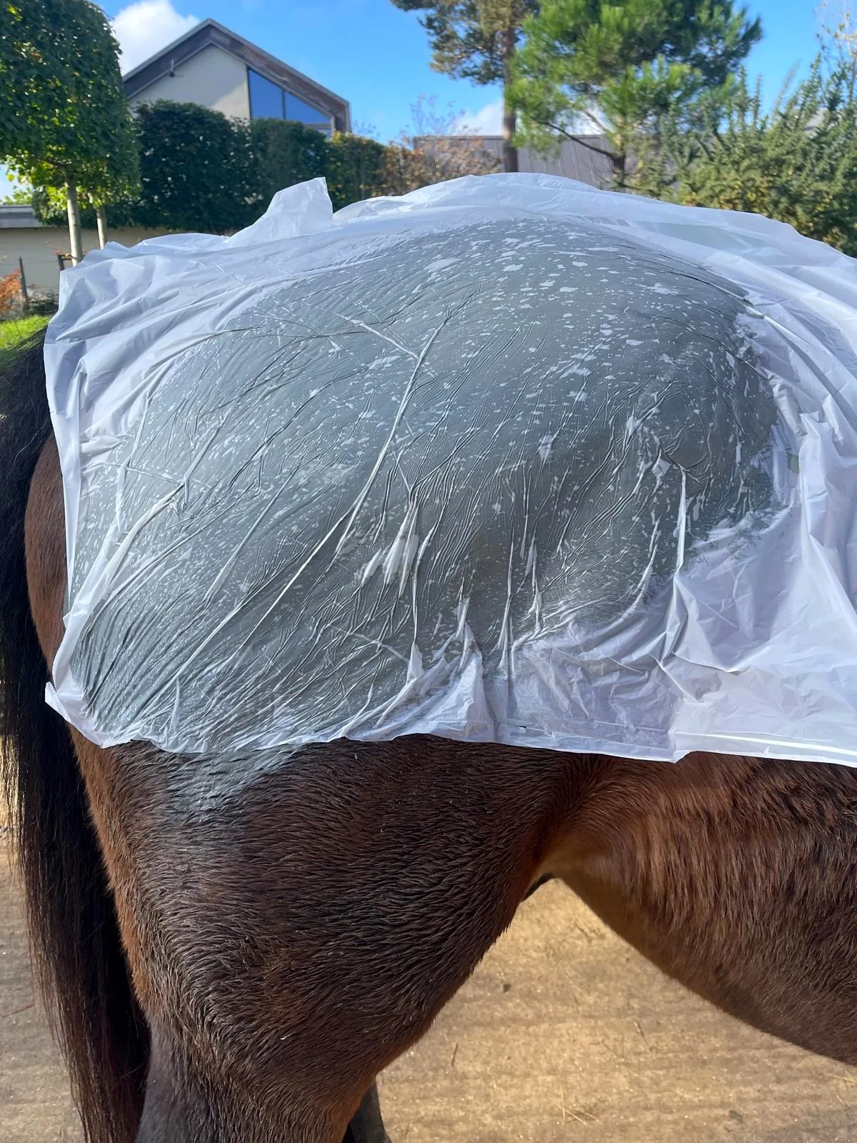 Equine Manual Therapist 6 Marine mud algotherapy wrap covering a horse's glutes