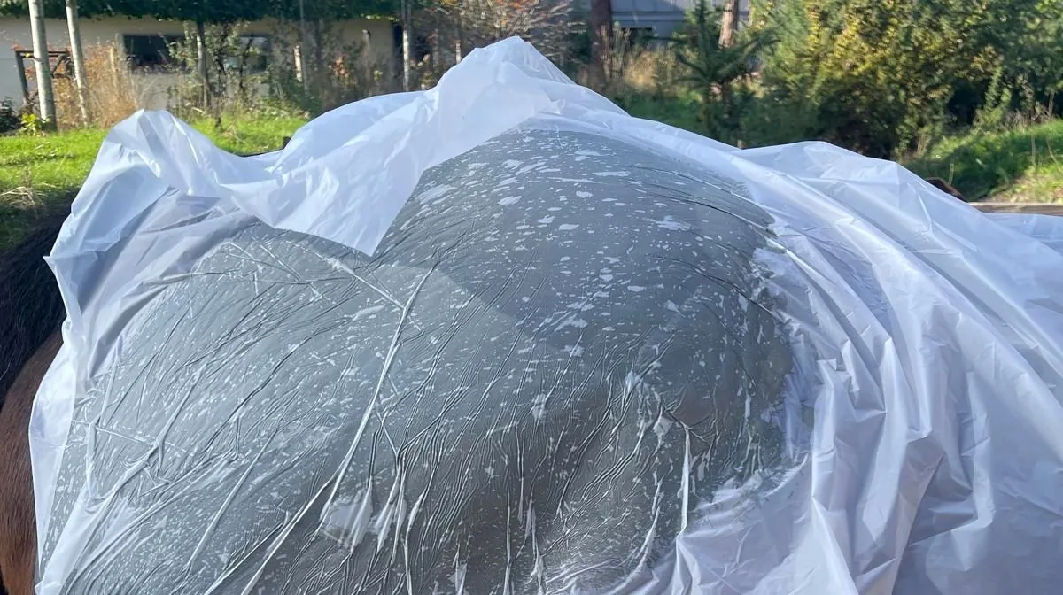Marine mud wrap on a bay horse's hindquarters during an algotherapy treatment