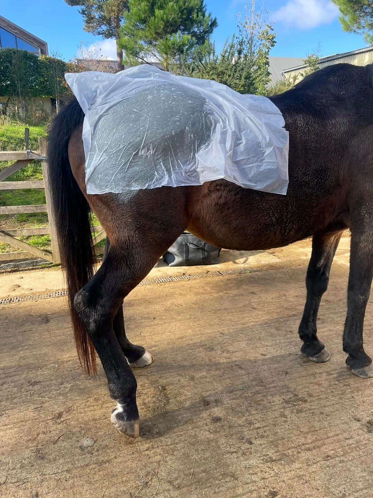 Bay horse with a marine mud wrap on the hindquarters, covered with a sheet
