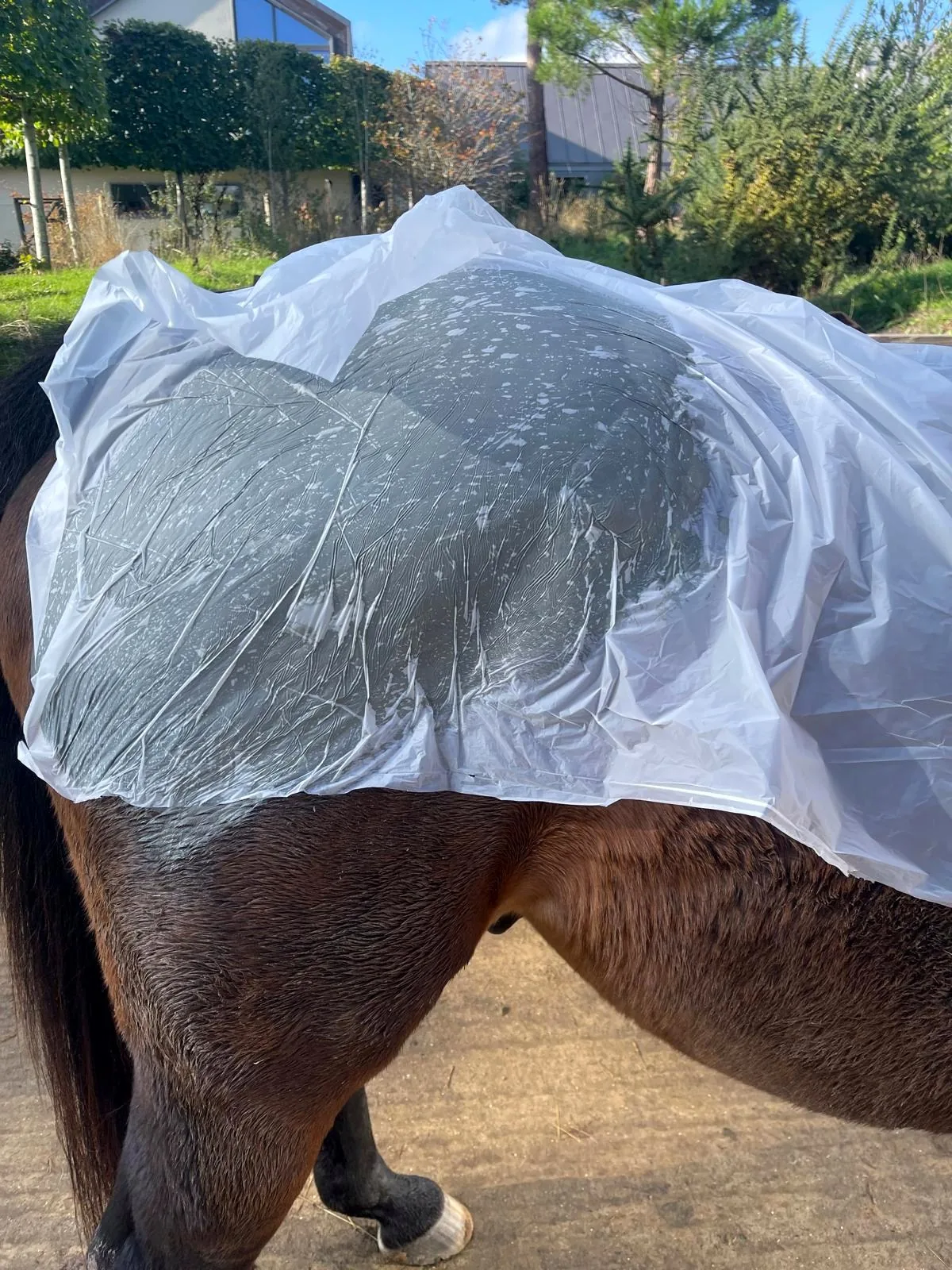Close-up of an equine marine mud wrap under its protective sheet