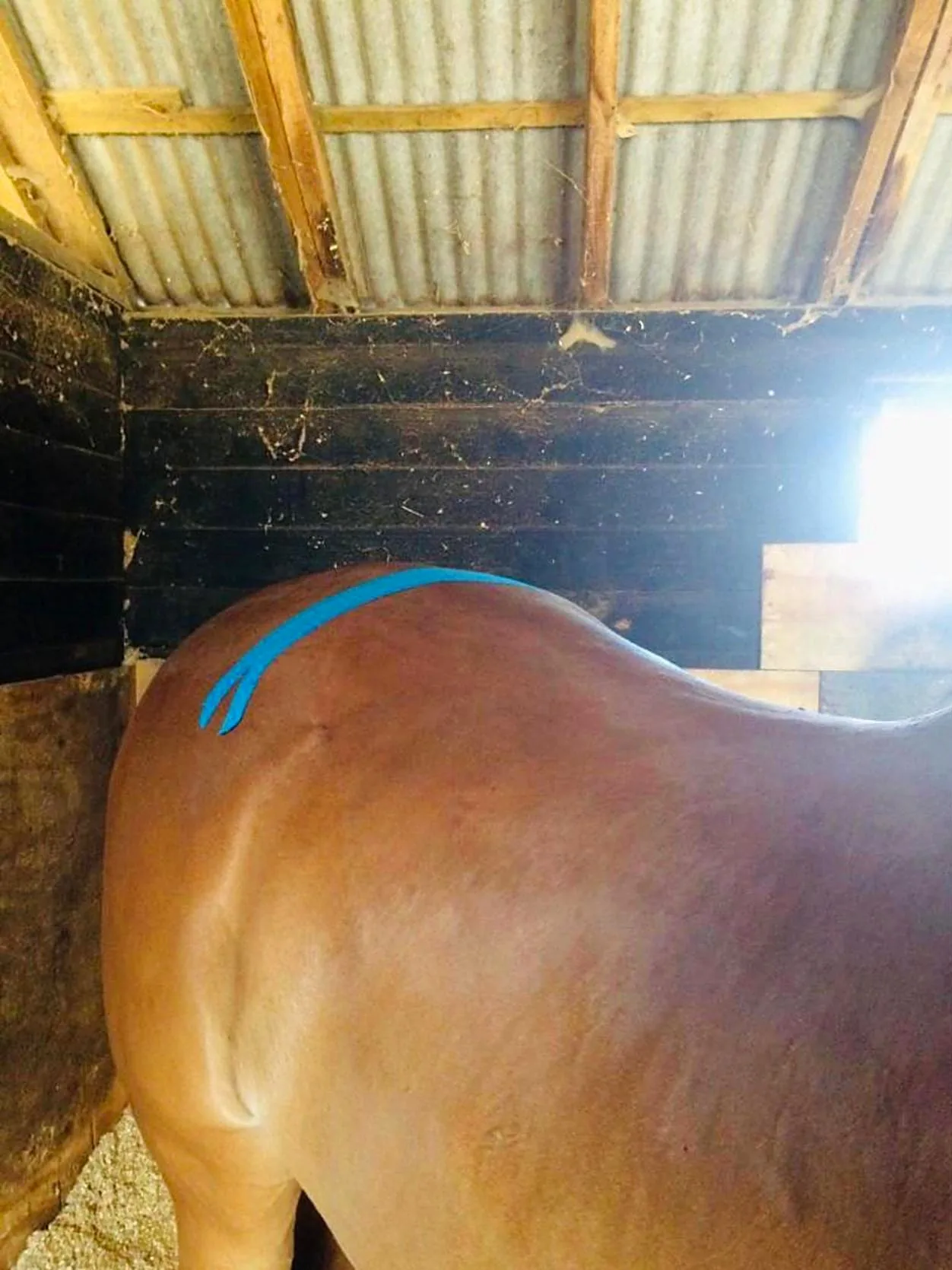 Chestnut horse with blue kinesiology tape along the back