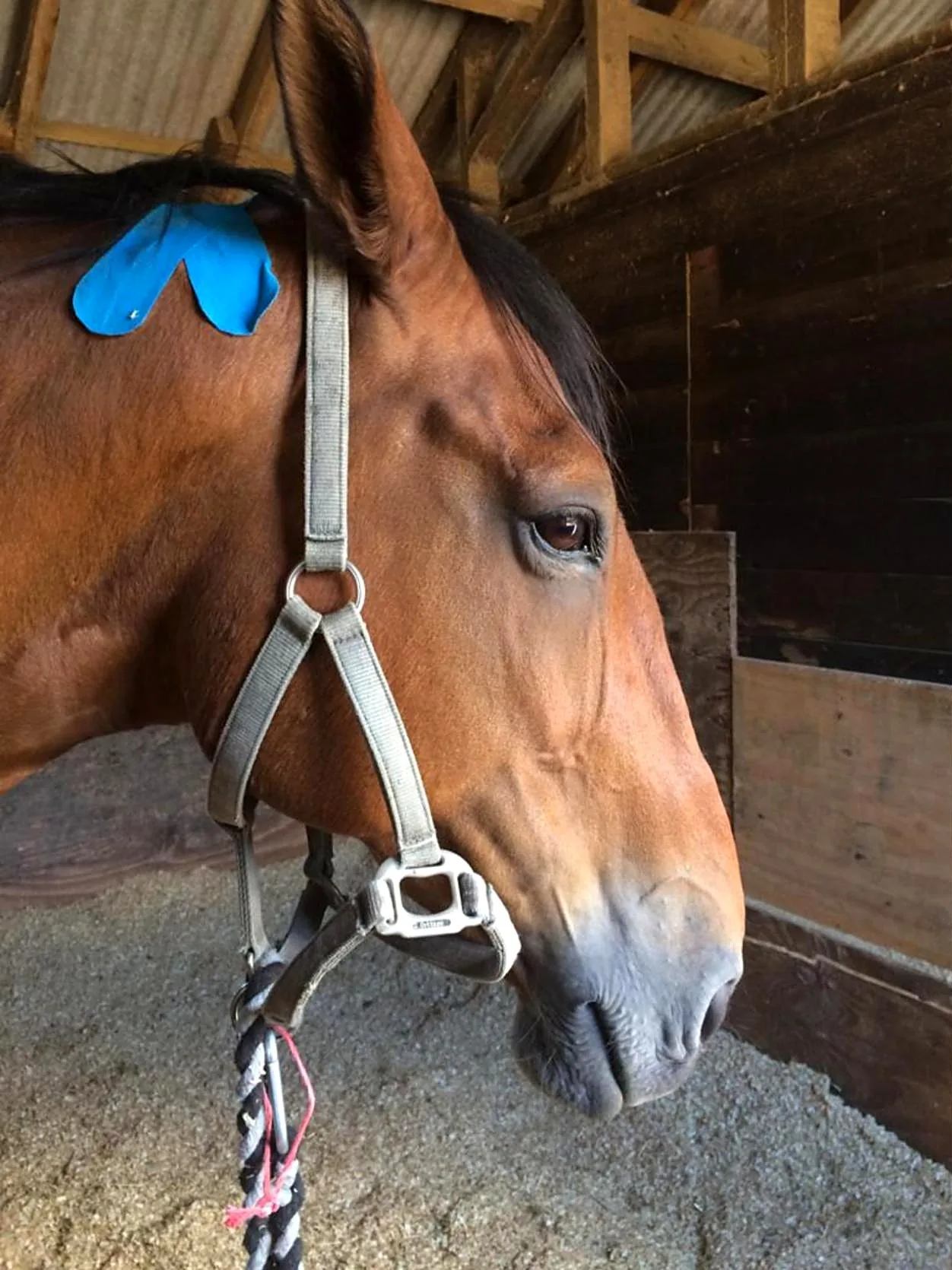 Bay horse with blue kinesiology tape on the neck