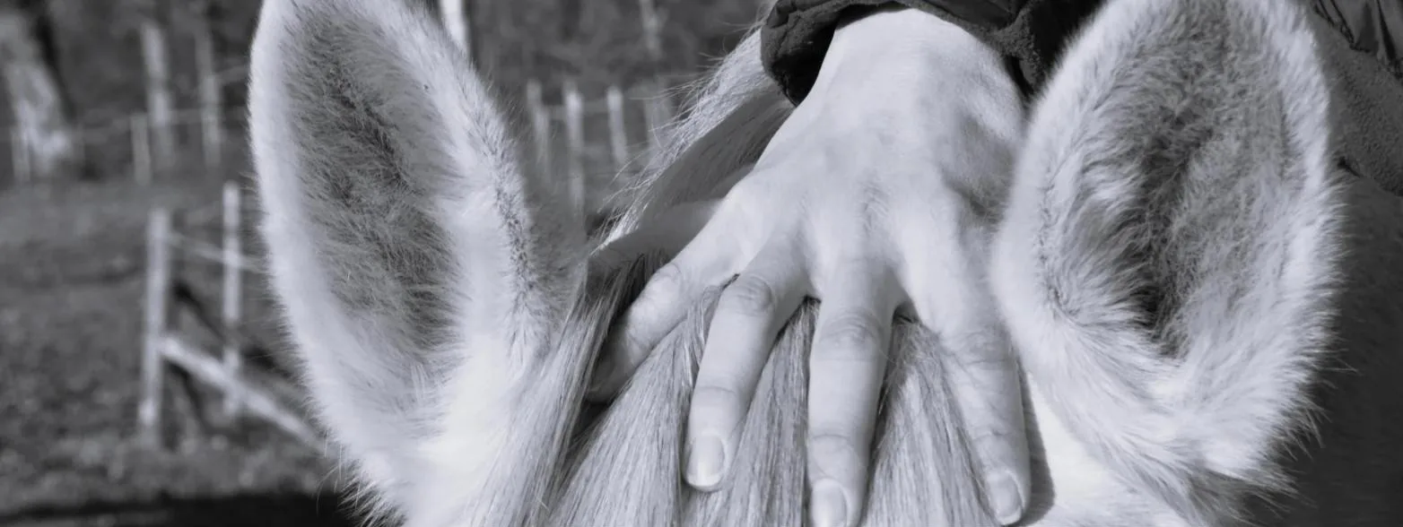 Equine Manual Therapist 5 Equine osteopath's hand resting between a grey horse's ears