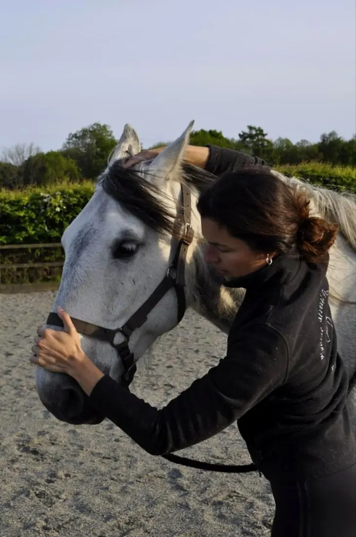 Jennifer working on a grey horse's poll during an osteopathic treatment
