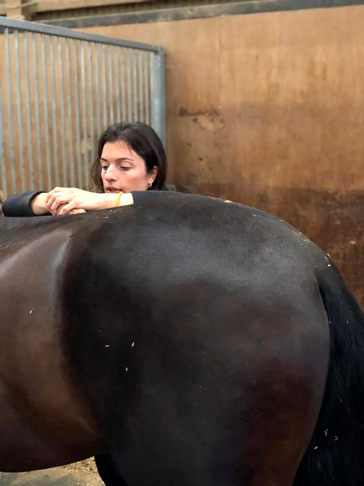Jennifer palpating the hindquarters of a dark bay horse