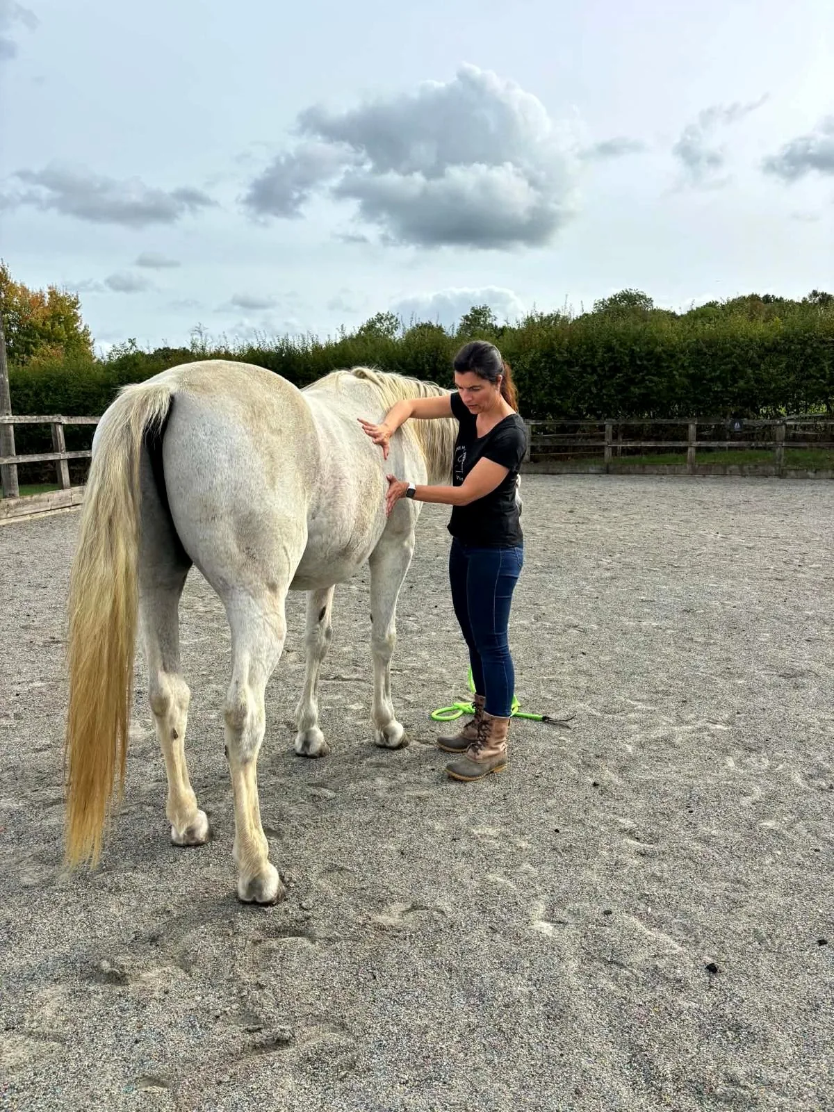 Jennifer palpating a grey horse's back in an arena