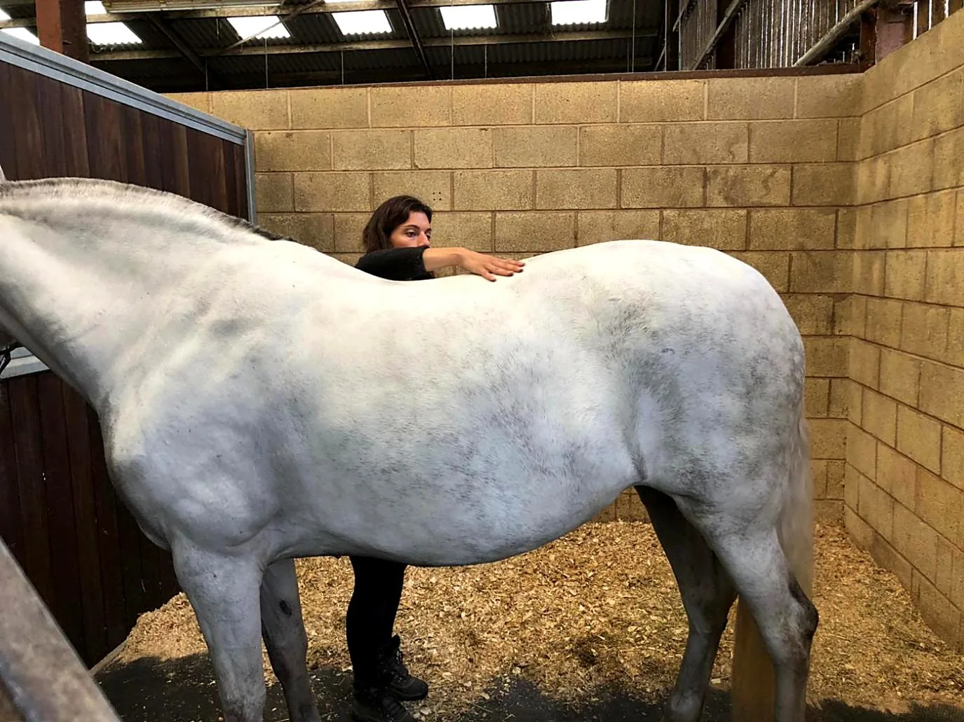 Jennifer assessing a grey horse in a stable