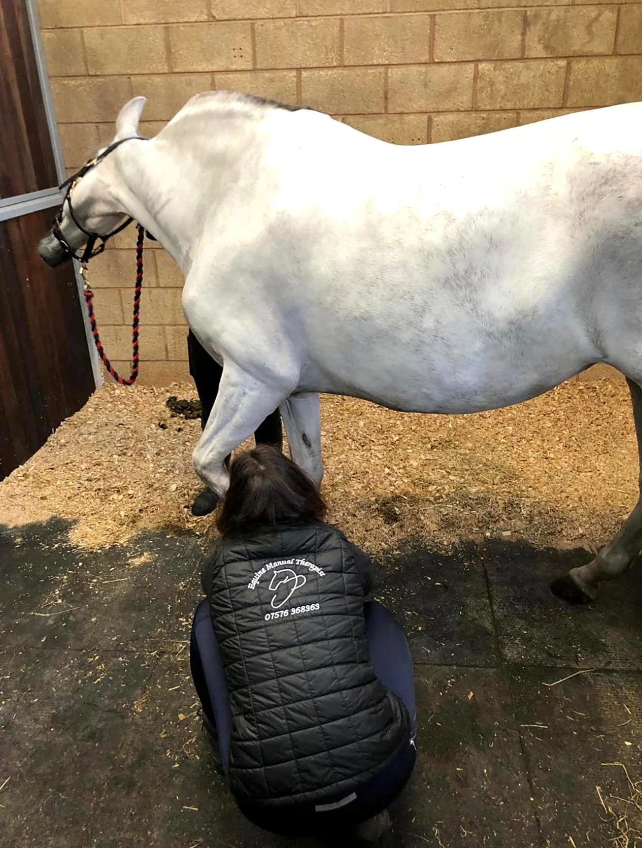 Jennifer working on a grey horse's front leg