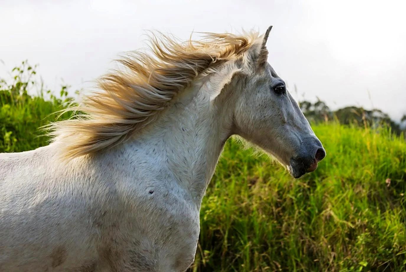 Grey horse with a flowing mane in a green field