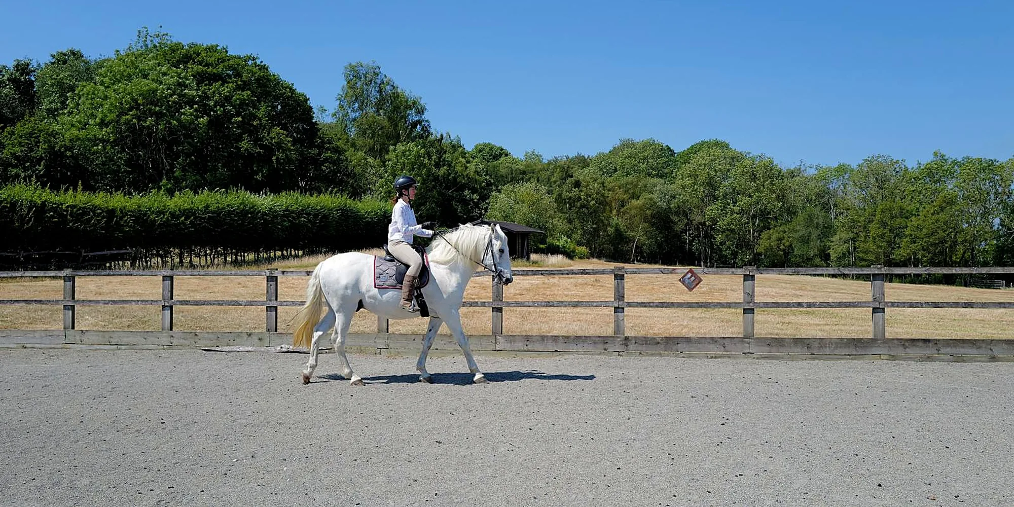 Equine Manual Therapist 8 Rider walking a grey horse in an outdoor arena on a sunny summer day