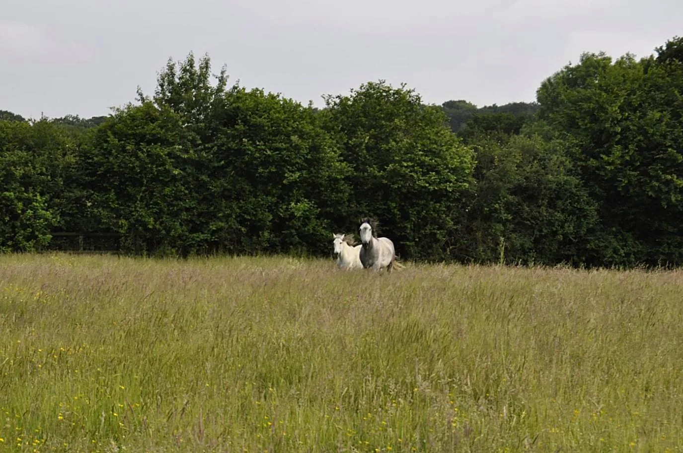 Two grey horses running in a summer meadow in Kent